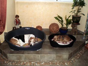 Hundepension Eppelsheim