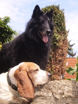 Hundepension Gernot Haster