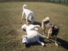 Hundplatz Eppelsheim