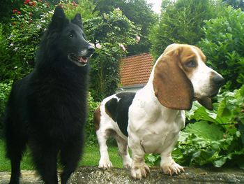 Meine beiden Hunde Lucas und Kim