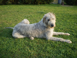 Max