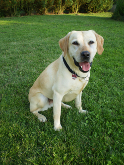 Dolly