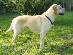 Dolly