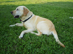 Dolly