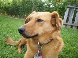 Lena