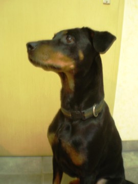 Ronja