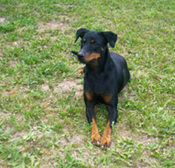 Ronja