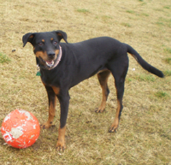 Ronja